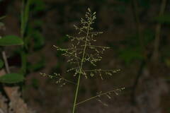 Isachne distichophylla