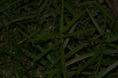 Isachne distichophylla