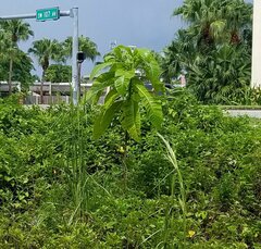 Alstonia