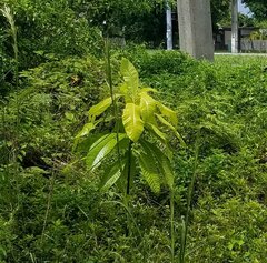 Alstonia