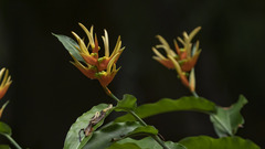 Heliconia aurantiaca