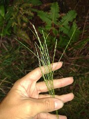 Digitaria eriostachya