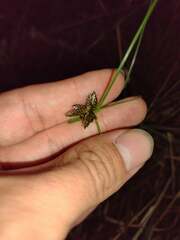 Cyperus sanguinolentus