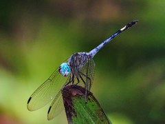 Micrathyria atra