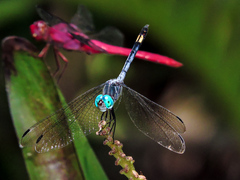 Micrathyria atra