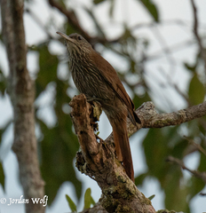 Lepidocolaptes duidae