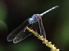 Micrathyria atra