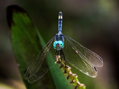 Micrathyria atra