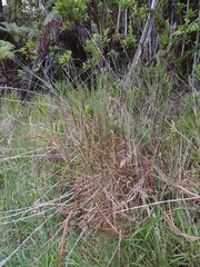 Schizachyrium condensatum