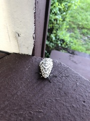Hypercompe scribonia