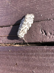 Hypercompe scribonia