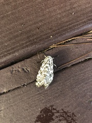 Hypercompe scribonia