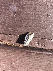 Hypercompe scribonia