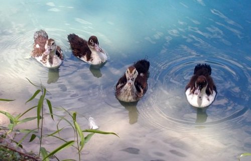 Anatidae