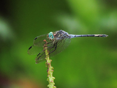 Micrathyria atra