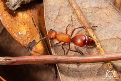 Timulla ornatipennis