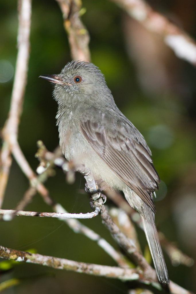 Greyish Mourner