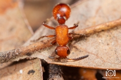 Timulla ornatipennis