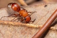 Timulla ornatipennis