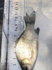 Carassius auratus