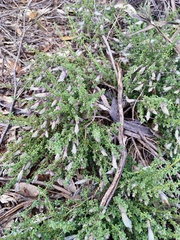 Prostanthera serpyllifolia microphylla