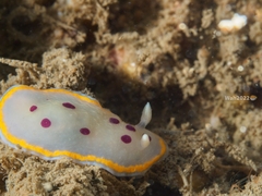 Goniobranchus tumuliferus