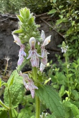 Stachys stebbinsii