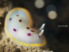 Goniobranchus tumuliferus