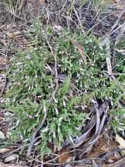 Prostanthera serpyllifolia microphylla