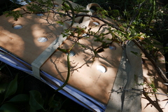 Vachellia tortuosa