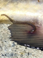 Piscicolaria reducta