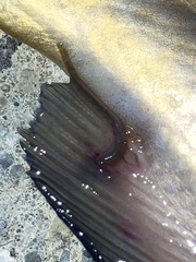 Piscicolaria reducta