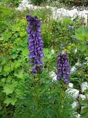 Aconitum tauricum