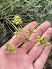 Lomatium graveolens