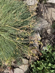 Lomatium graveolens