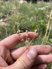 Lomatium graveolens