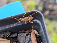 Leptoglossus corculus