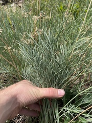 Lomatium graveolens