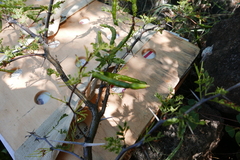 Vachellia tortuosa