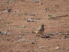 Geositta cunicularia