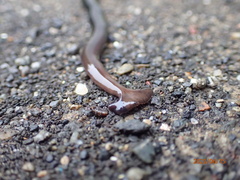 Bipalium fuscatum