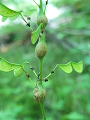 Neolasioptera desmodii