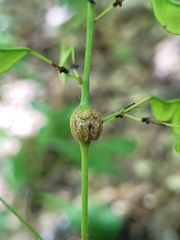 Neolasioptera desmodii