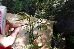 Vachellia tortuosa