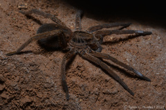 Ancylometes concolor