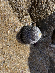 Chlorodiloma adelaidae