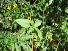 Valeriana clematitis