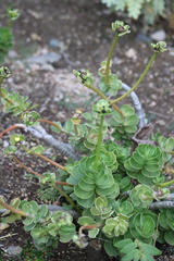 Portulaca molokiniensis