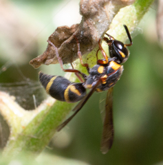 Parancistrocerus fulvipes