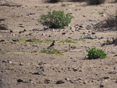 Thinocorus orbignyianus